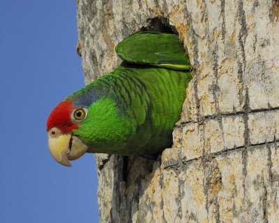 1330e_red_crowned_parrot