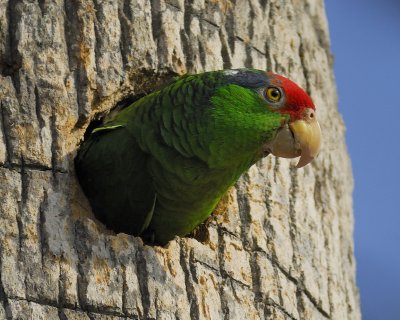 red-crowned parrot BRD3229.jpg
