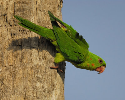 green parakeet BRD3288.jpg
