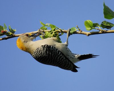 golden-fronted woodpecker BRD3748.jpg