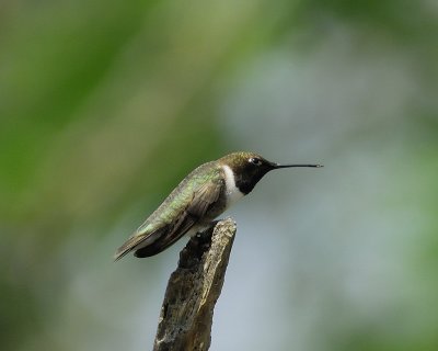black chinned hummingbird_BRD3880.jpg
