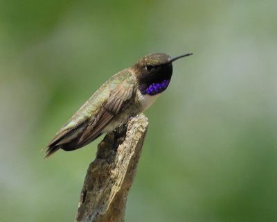 1390c_black_chinned_hummingbird