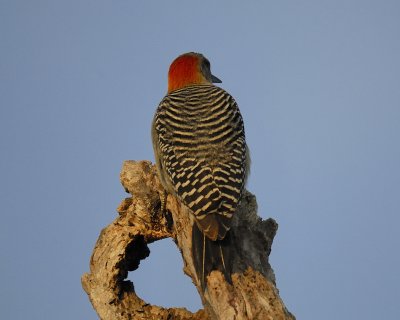 golden-fronted woodpecker BRD3891.jpg