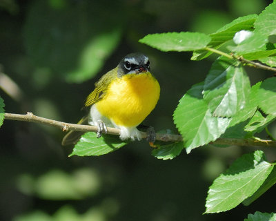yellow-breasted chat BRD3988.jpg