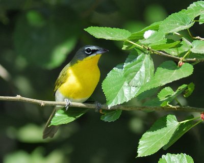 yellow-breasted chat BRD3992.jpg