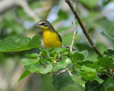 yellow-breasted chat BRD4009.jpg