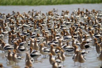 american avocet BRD5503.jpg