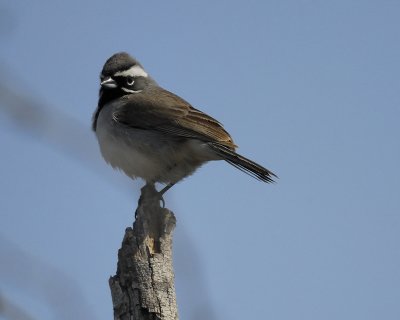 black-throated sparrow BRD4204.jpg