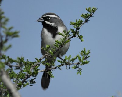 1670t_black_throated_sparrow