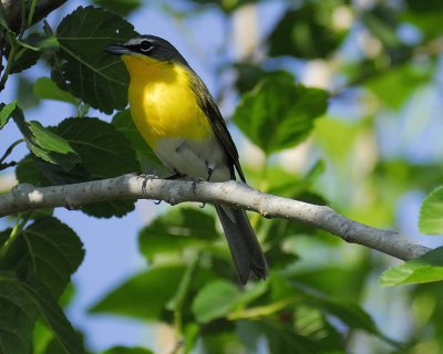 yellow-breasted chat BRD4388.jpg