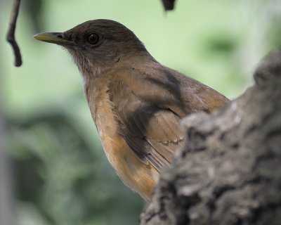 1530h_clay_colored_thrush