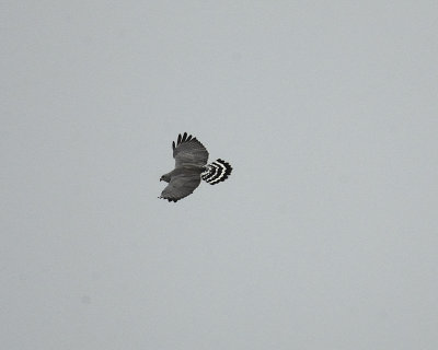 gray hawk BRD4461.jpg