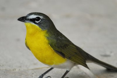 yellow-breasted chat BRD4528.jpg
