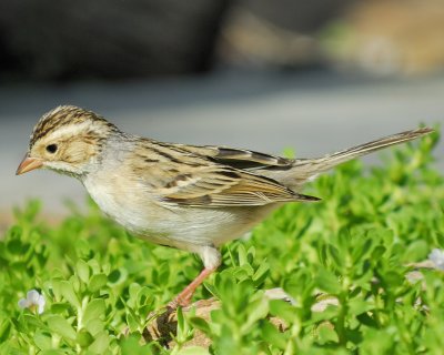 clay-colored sparrow BRD4570.jpg