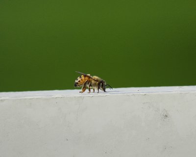 honey bee BRD4715.jpg