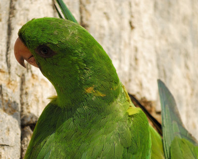 green parakeet BRD4821.jpg