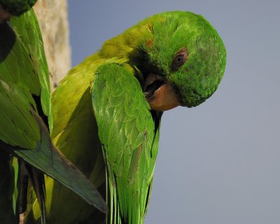 green parakeet BRD4879.jpg