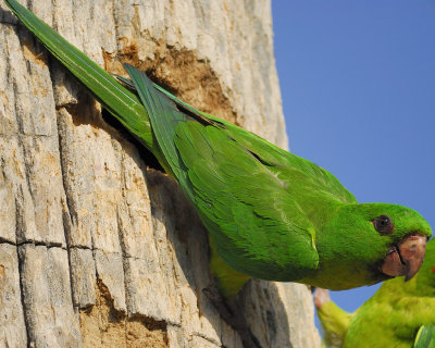 green parakeet BRD4917.jpg