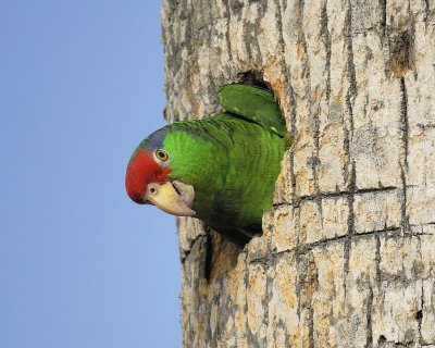 red-crowned parrot BRD4841.jpg