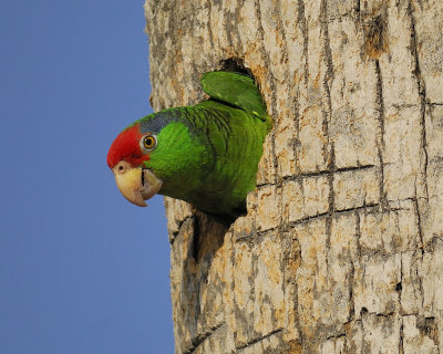 red-crowned parrot BRD4846.jpg