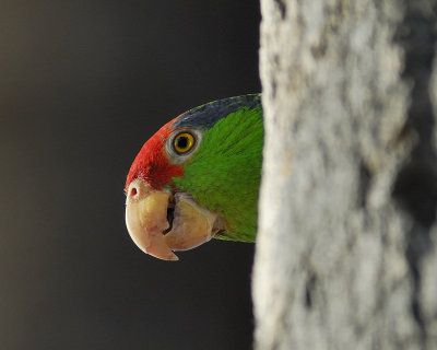red-crowned parrot BRD4918.jpg