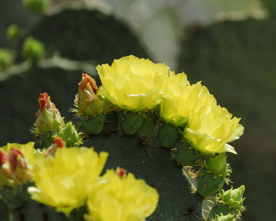 prickly pear BRD5302.jpg