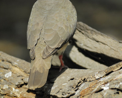 white-tipped dove BRD5080.jpg