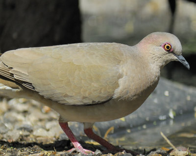 white-tipped dove BRD5298.jpg
