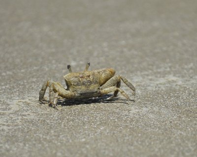 sand crab BRD6425.jpg
