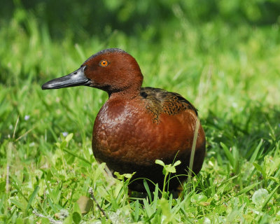 cinnamon teal BRD7186.jpg