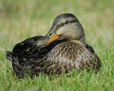 mottled duck BRD7168.jpg