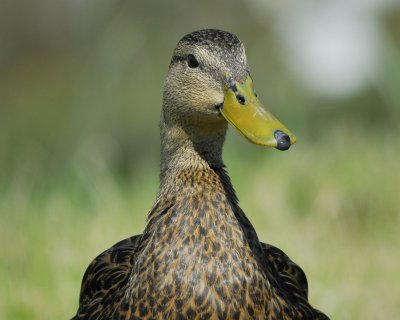 mottled duck BRD7169.jpg
