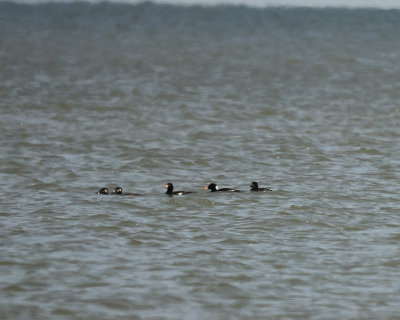 scoters BRD7379.jpg