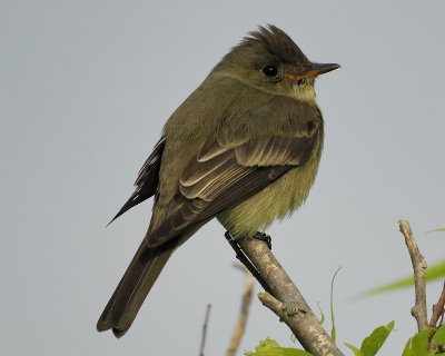 eastern wood pewee BRD6572.jpg