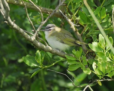 1590d_red_eyed_vireo