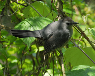 gray catbird BRD6835.jpg