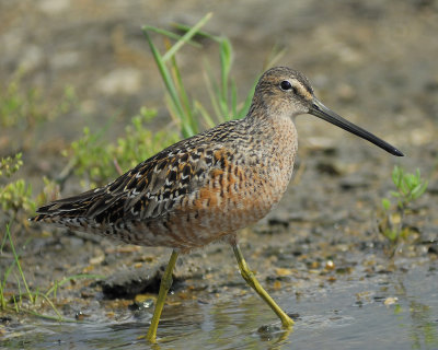 1190c_long_billed_dowitcher