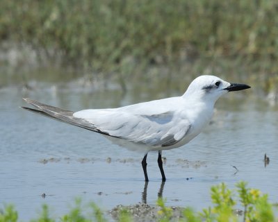 gull-billed tern BRD7914.jpg