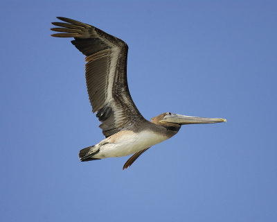 brown pelican BRD8182.jpg