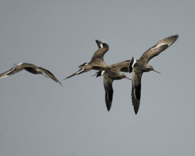 hudsonian godwit BRD8262.jpg