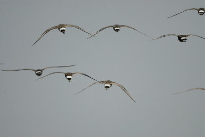 hudsonian godwit BRD8266.jpg