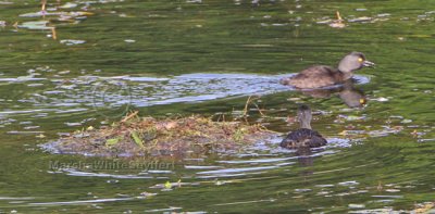 Least Grebe 7736EWC.jpg