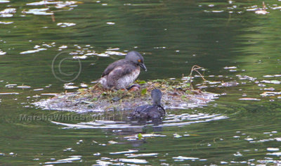 Least Grebe 7774EWC.jpg