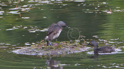 Least Grebe 7781EWC.jpg