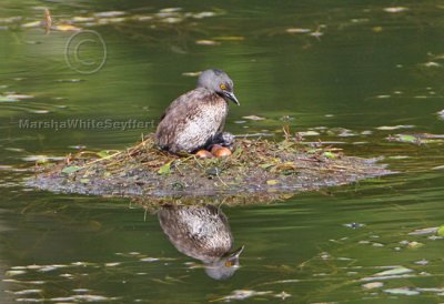 Least Grebe 8196EWC.jpg