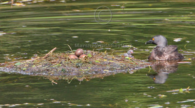 Least Grebe 8348EWC.jpg