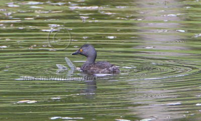 Least Grebe 8495EWC.jpg