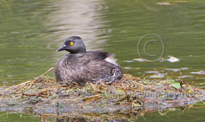 Least Grebe 8809EWC.jpg