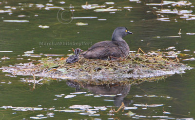 Nesting Least Grebes Fayette County Texas