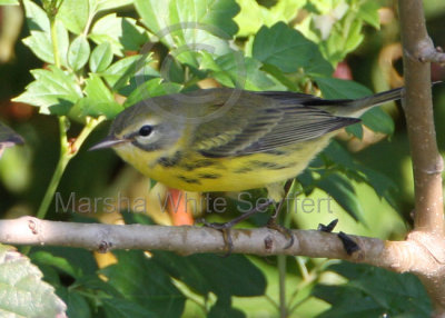 Prairie Warbler 9354EWC2.jpg